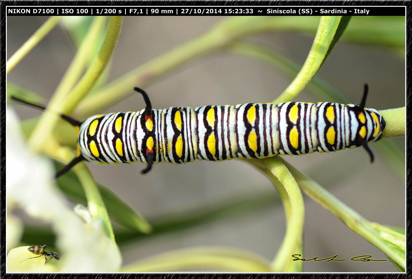 Bruco di Danaus chrysippus